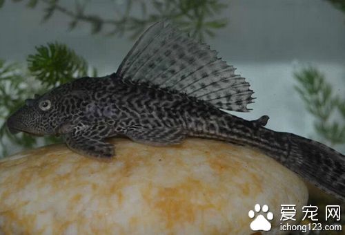 清道夫魚吃什麼 清道夫魚的喂養方法