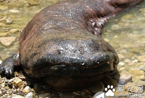 娃娃魚怎麼養 飼養條件以及日常管理方法