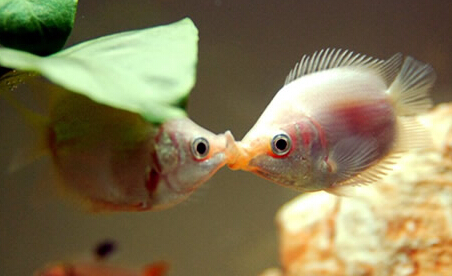 接吻魚吃什麼 接吻魚食性雜且不擇食