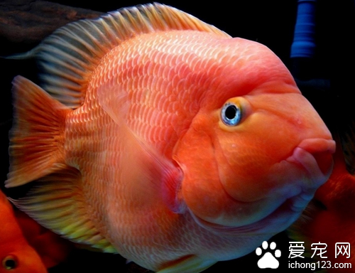 金魚身上長白點 如何預防金魚長白點