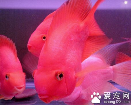 鹦鹉魚怎麼分公母 公的鹦鹉魚體色會更紅