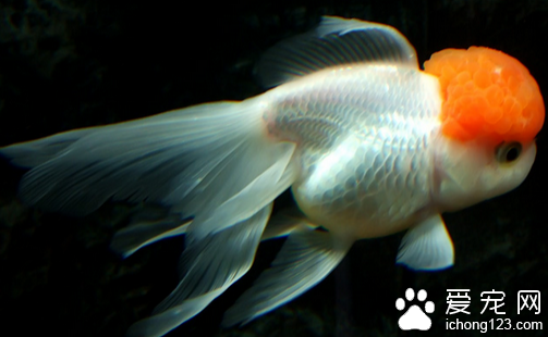 金魚品種  根據自己的性格選擇適合自己的