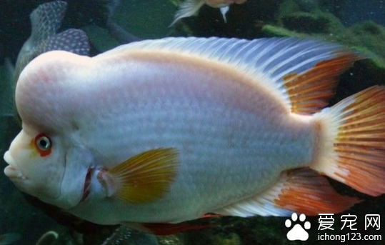 火鶴魚怎麼養 飼養它的水溫建議在22-28℃