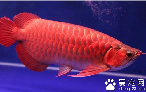 金龍魚飼養 飼養金龍魚的幾個關鍵因素