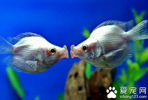 接吻魚怎麼飼養   飼養相對來說比較簡單