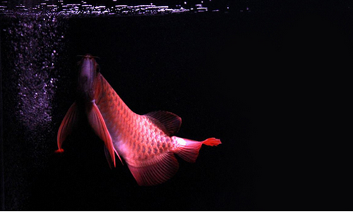 政錫龍魚怎麼養   飼養時要注意水質是關鍵