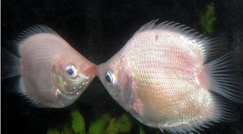 接吻魚接吻  原因其實是它們在互相打架