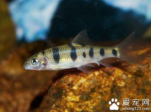 光唇魚怎麼養殖  養殖時要多注意水質水溫