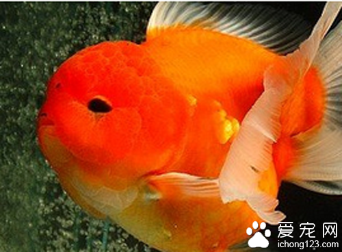 金魚蒙眼  治療不及時可能會導致金魚失明