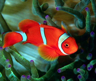 如何養好熱帶魚 注重水質環境的管理