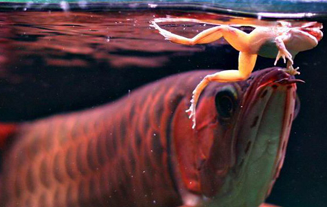 龍魚挑食怎麼辦 不能喂食單一食物