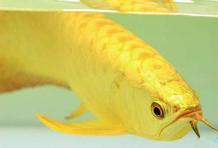 龍魚如何增加金質 喂食有針對性的餌料