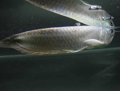 銀龍魚的養殖環境 要提供弱酸性的水