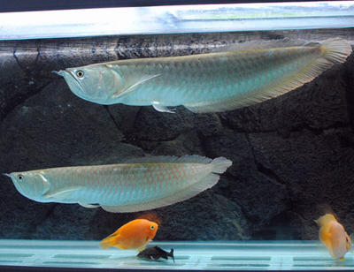 養銀龍魚要注意什麼 保持水溫水質的穩定