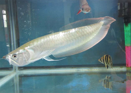 銀龍魚能長多大 該魚成長速度比較快