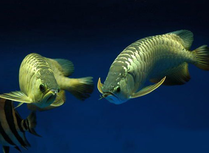 龍魚怎麼樣繁殖 該魚的繁殖比較難