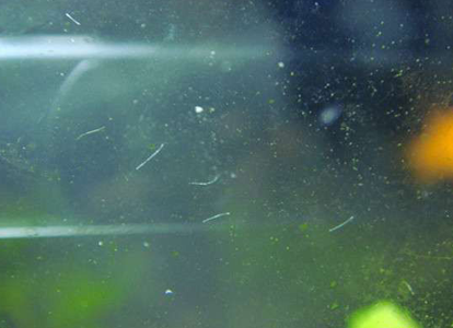 如何預防魚缸蛋白蟲 引起蛋白蟲的原因