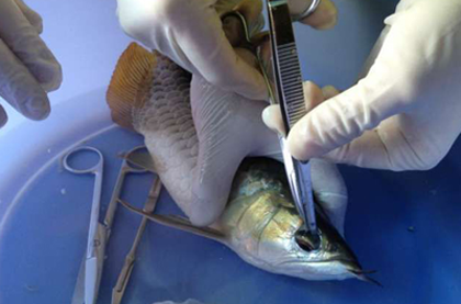 龍魚掉眼怎麼治 調節和手術相結合治療