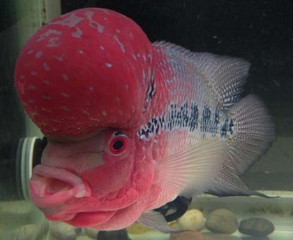 鴻運羅漢魚怎麼養 它們比較喜歡新水