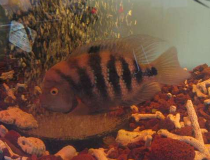 羅漢魚魚體發黑是什麼原因 環境突變影響