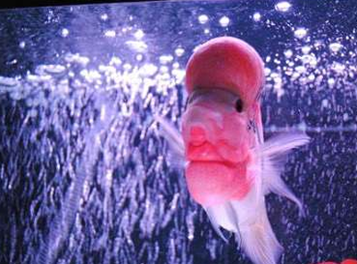 羅漢魚為什麼會長寄生蟲 水質問題要注意