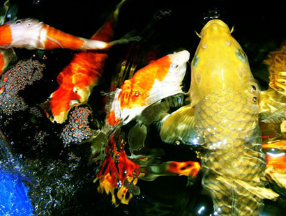 錦鯉魚的飼養方法 錦鯉對水質的要求不高
