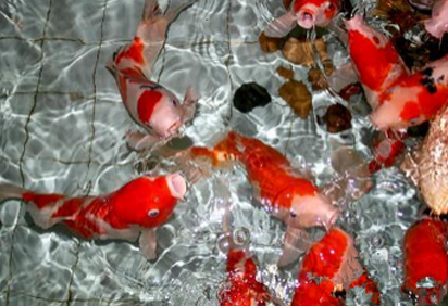 養錦鯉魚怎麼養水 要穩定適量的有機物