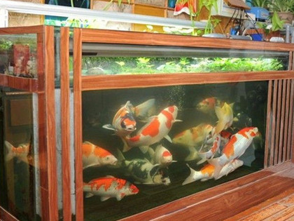 養錦鯉如何選擇魚缸 魚缸的大小要考慮