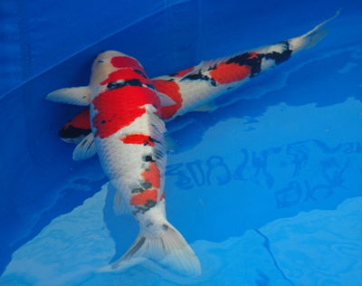 錦鯉魚怕人怎麼辦 保證水質溫度的穩定