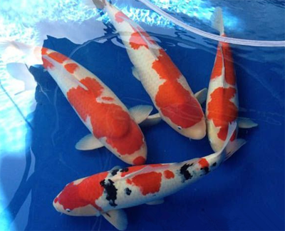 新買的錦鯉魚怎麼養 要進行消菌殺毒