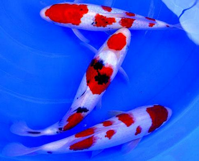 錦鯉魚掉魚鱗怎麼辦 掌握科學的飼養方法
