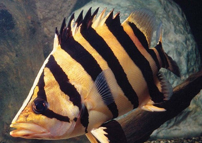 印尼虎魚吃什麼 它們非常喜歡吃活餌