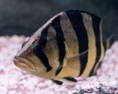 印尼虎魚能活多少年 該魚的壽命比較長