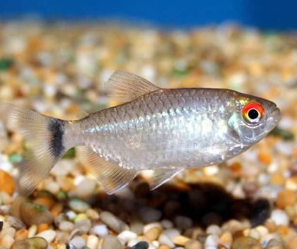 燈魚怎麼養 燈魚是狹溫性魚類