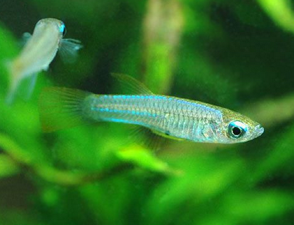 藍眼燈魚怎麼養 養殖水溫要適宜