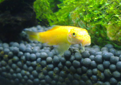 金苔鼠魚吃什麼 幼魚時會吃苔藓