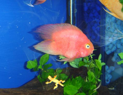 鹦鹉魚身上有紅點怎麼回事 注意水質調理