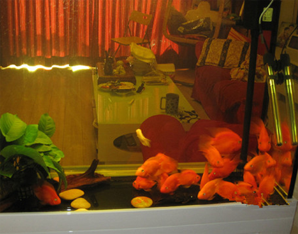 鹦鹉魚爬缸怎麼辦 避免大量換水