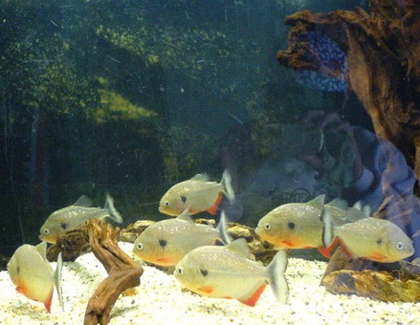 水虎魚怎麼養 食物要少食多餐