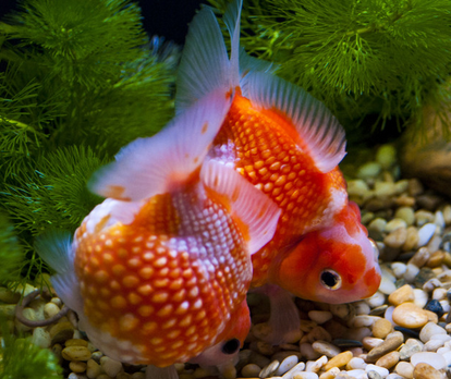 金魚怎麼喂食 按照科學的辦法喂食
