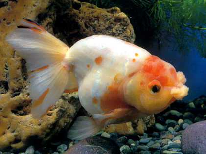 金魚大肚子怎麼回事 有可能是魚肚積水