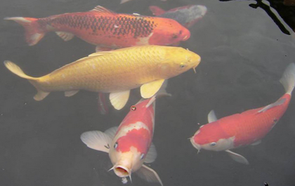 金魚為什麼養不活 不適應水環境致死