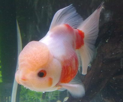 蘭壽金魚怎麼養 對水中的溶氧要求較高