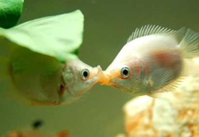 接吻魚能長多大 生長環境也會影響體長