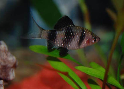 虎皮魚怎麼繁殖 注意水溫和水質的變化