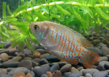 麗麗魚怎麼分公母 顏色飽滿的是公魚
