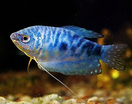 藍曼龍魚吃什麼 最愛吃水生活餌料