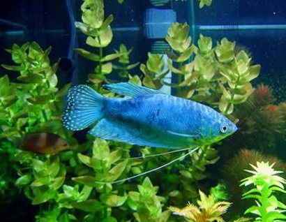 藍曼龍魚的飼養溫度 最佳溫度在22-28℃