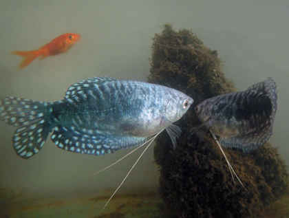 藍曼龍魚吃小魚苗嗎 該魚屬於雜食性魚類