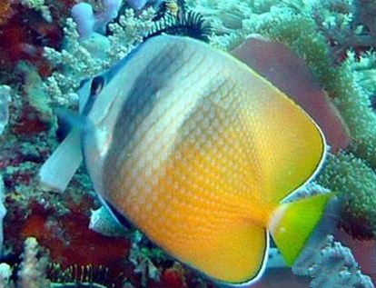 珠蝴蝶魚吃什麼 可喂動物性餌料